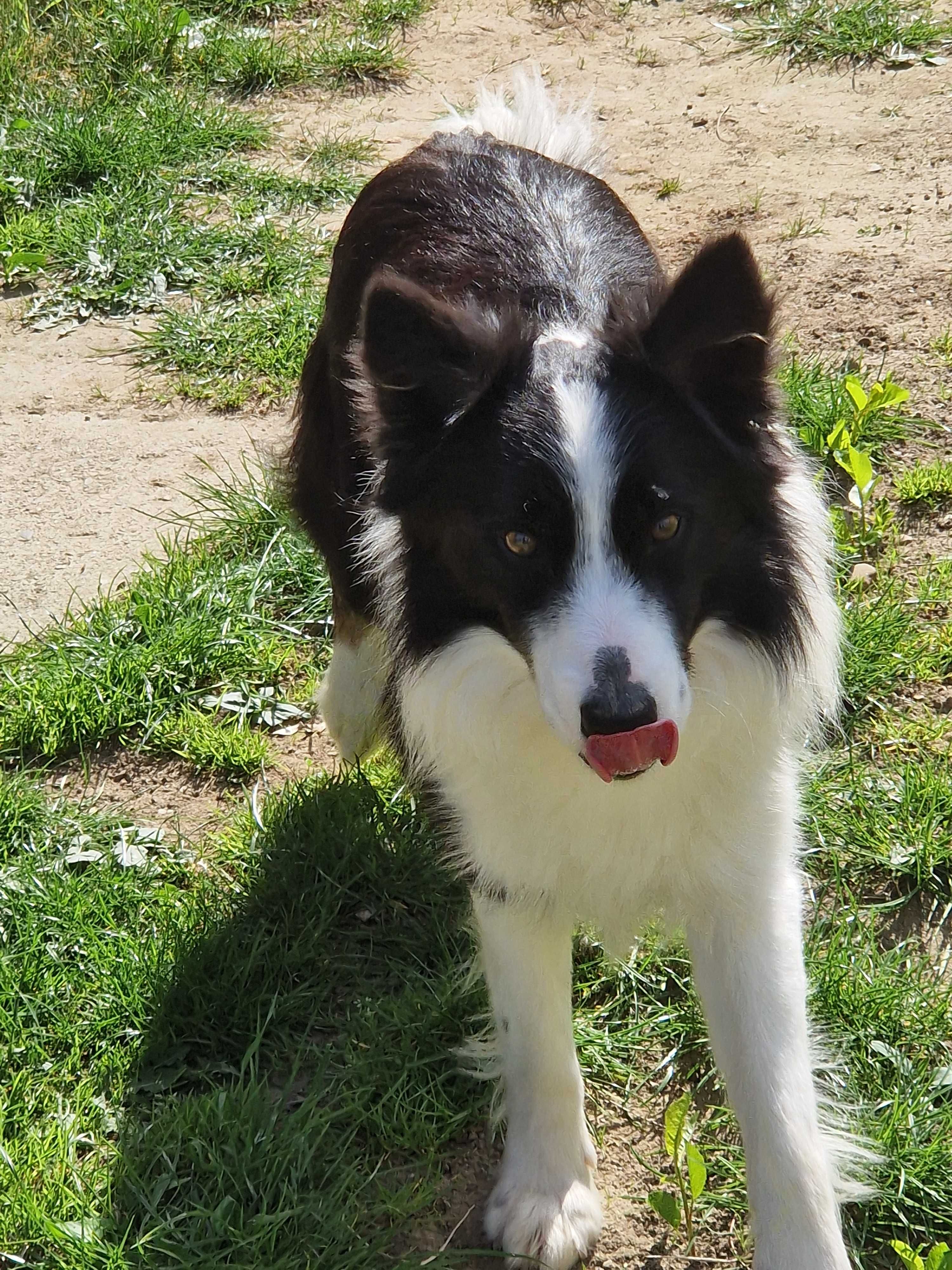 Pui Border Collie