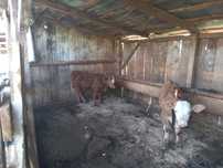 Animale Domestice vitei baltati Romanesti