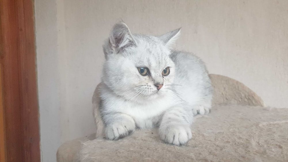 British Shorthair Silver
