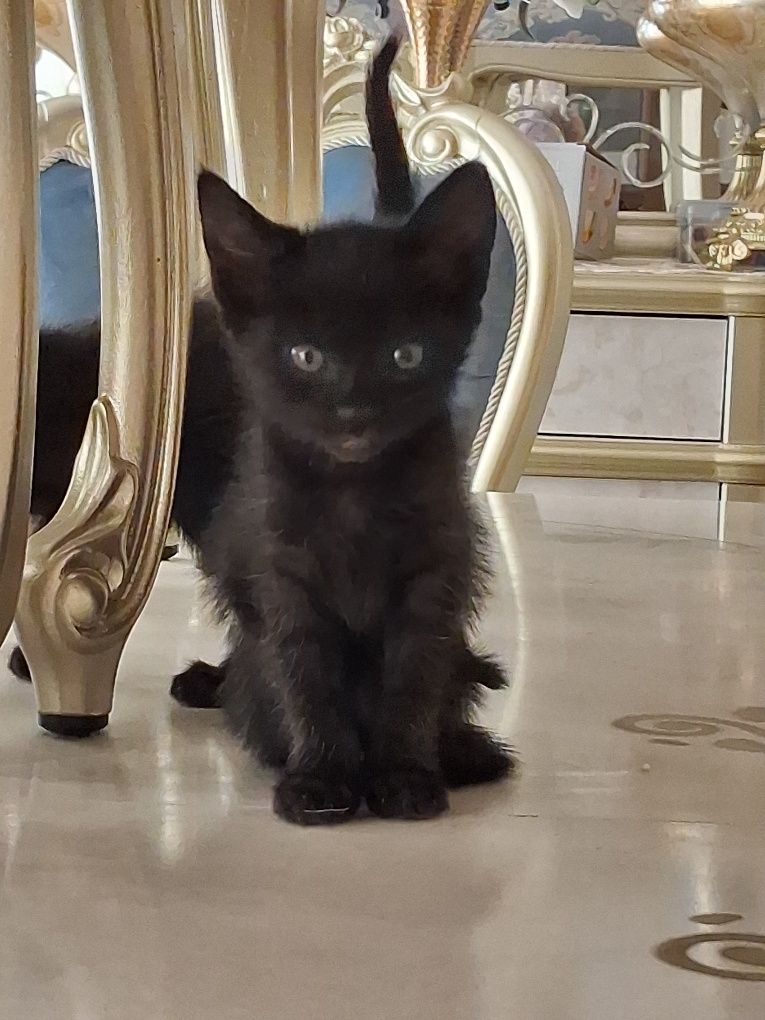 Котят в дар 2 месяца