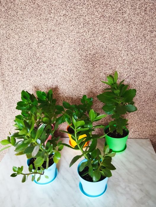 Продам цветы Каланхоэ