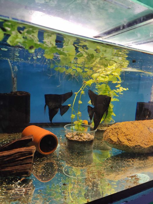 Аквариуми със стилажи,и осветление