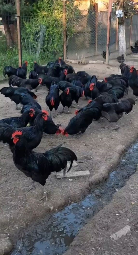 Australorp Cocosi si Puicute 2023