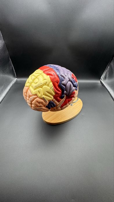 Anotomik mulyaj maket model.Анотомические муляжи макеты модели