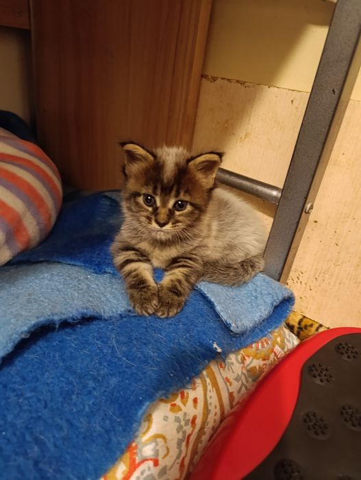 Котята Мейн-кун девочки