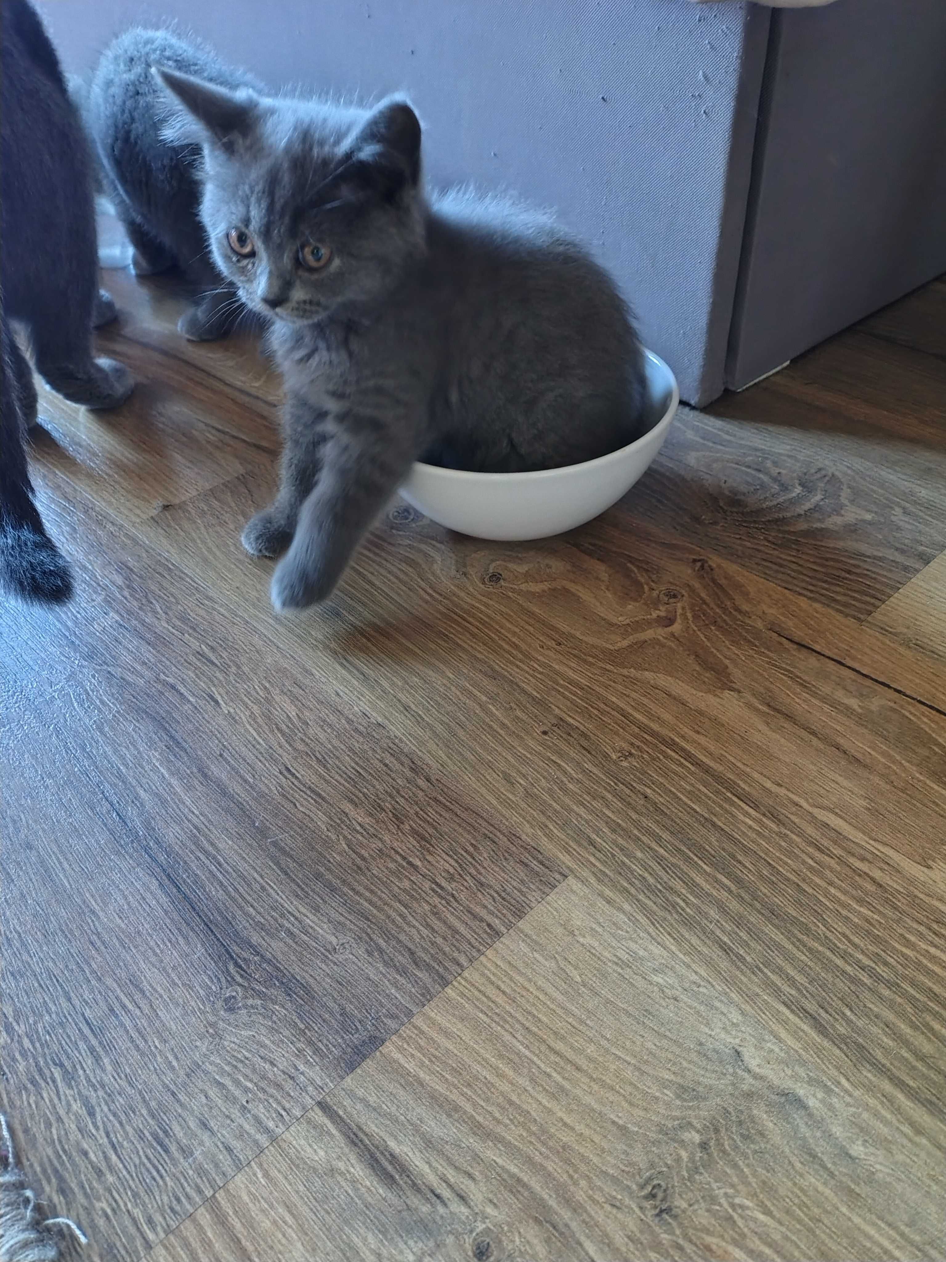 Британски късокосмести котета