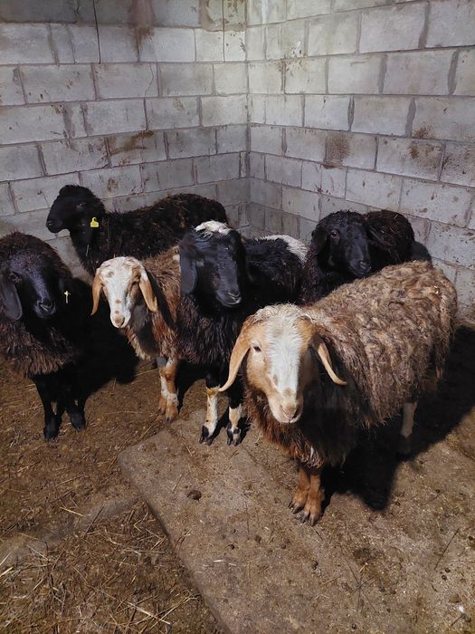 Продам бараны (токты) қой