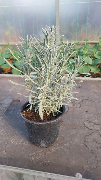 Lavandă  la ghiveci