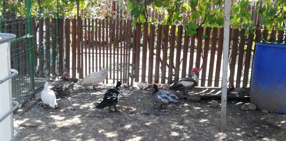 Păsări de curte gâște românești pletoase și rațe leșești și românești