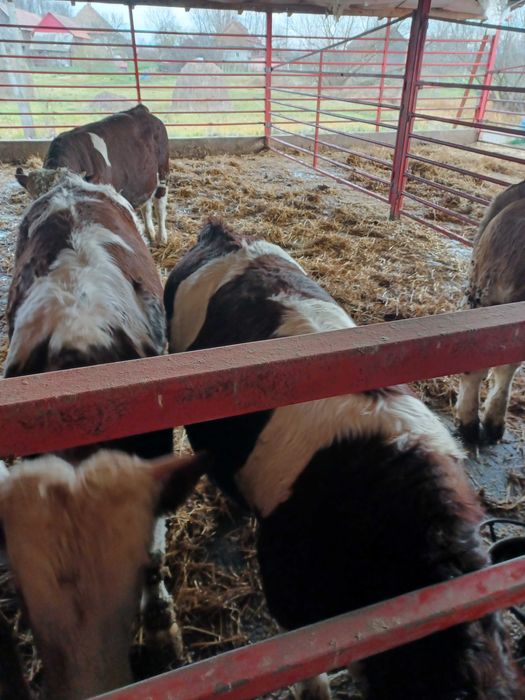 Vand taurasi baltati.