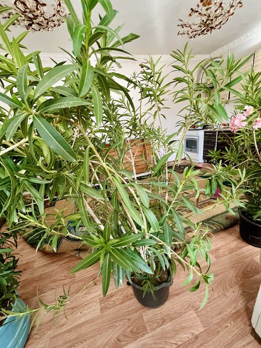 Комнатный цветы Олеандр