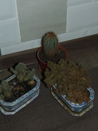 Cactusi  de vanzare