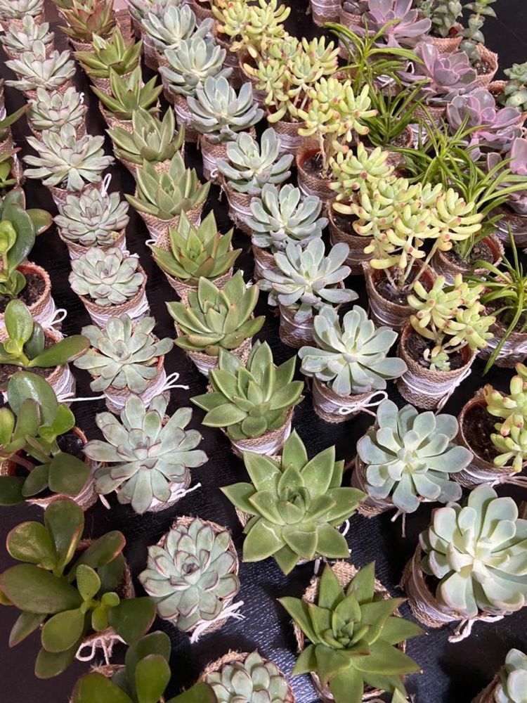 Marturii nunta - plante suculente