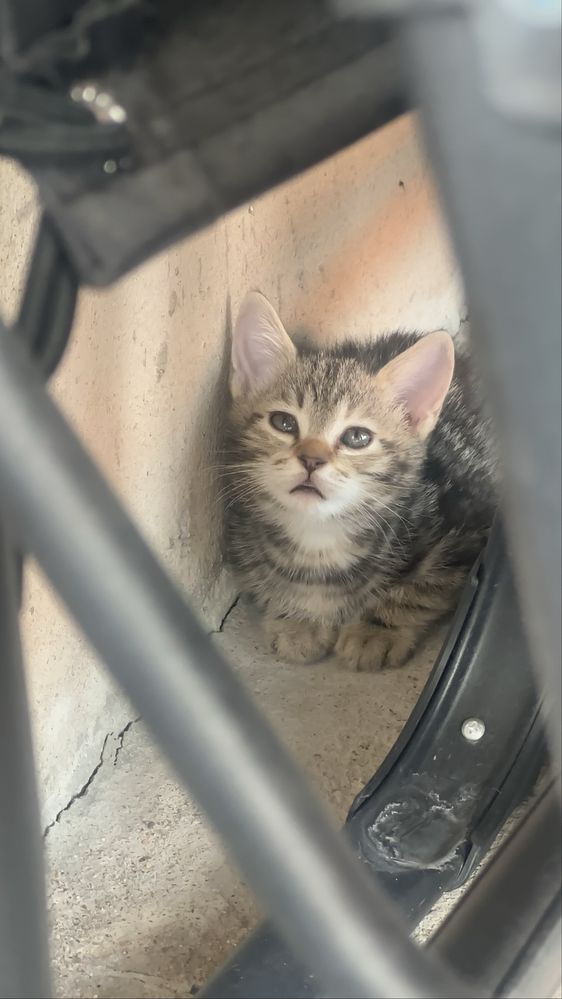 Котята бесплатно в добрые руки