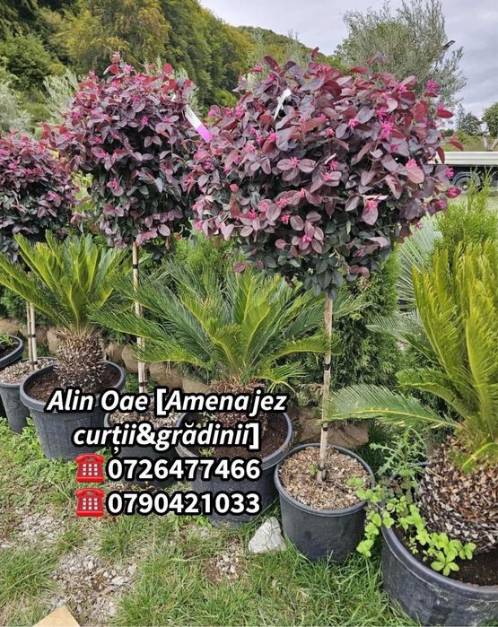 Mesteacn arbore decorativ calitate superioara