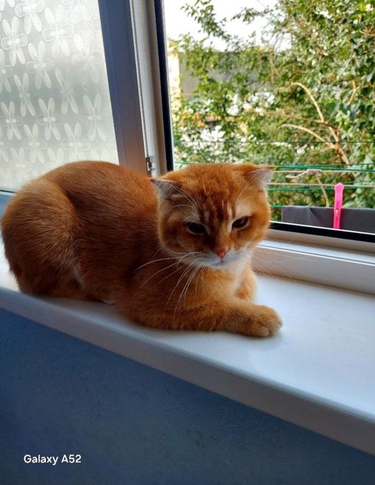 Прадажа кошка С. Фолд