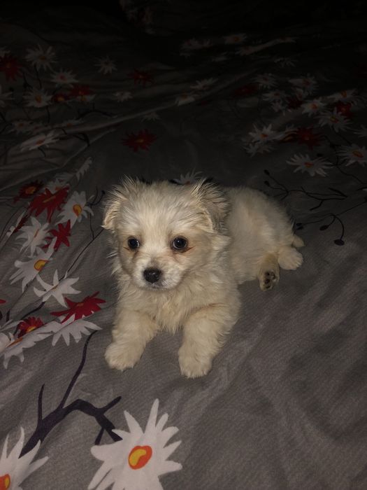 Pui Bichon , o lună / 400 lei