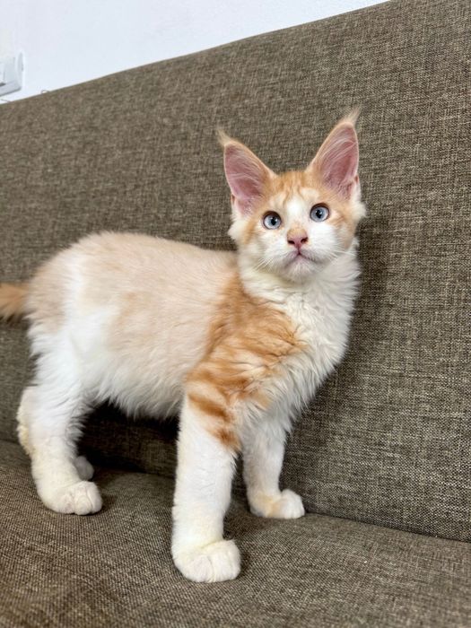 Baietel Maine Coon Ochi Albastri Felisa Autorizata