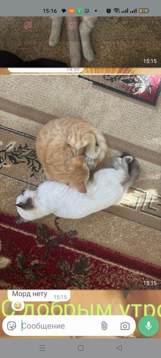 Отдам в добрые руки