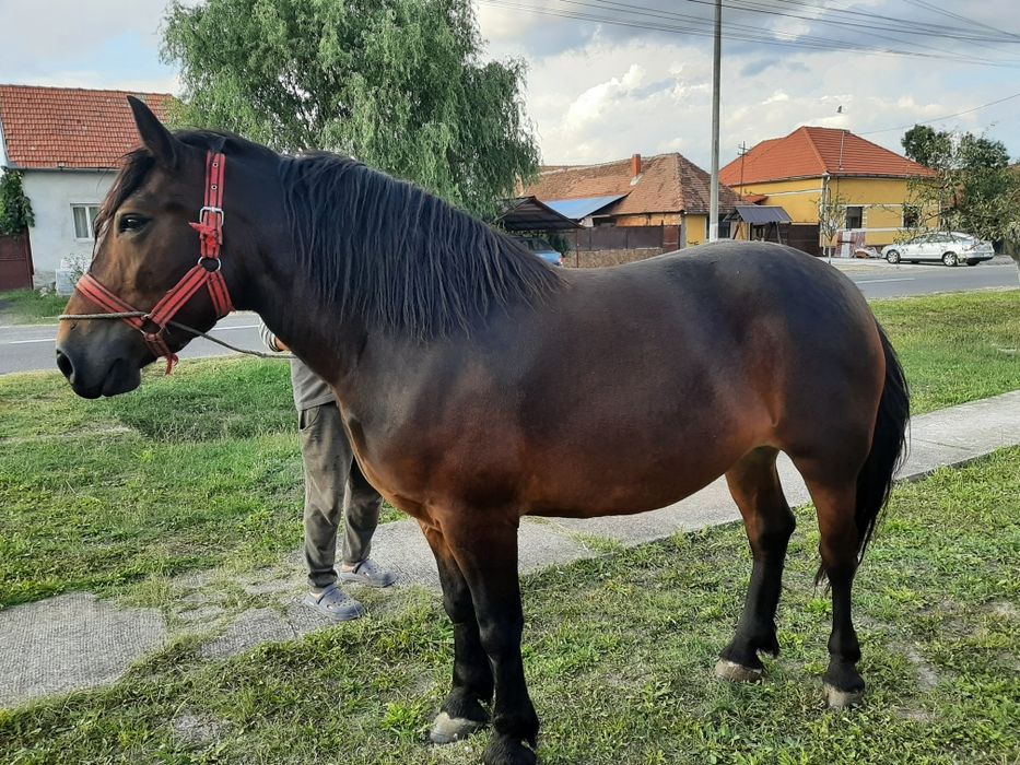Vând mânza de 3 ani