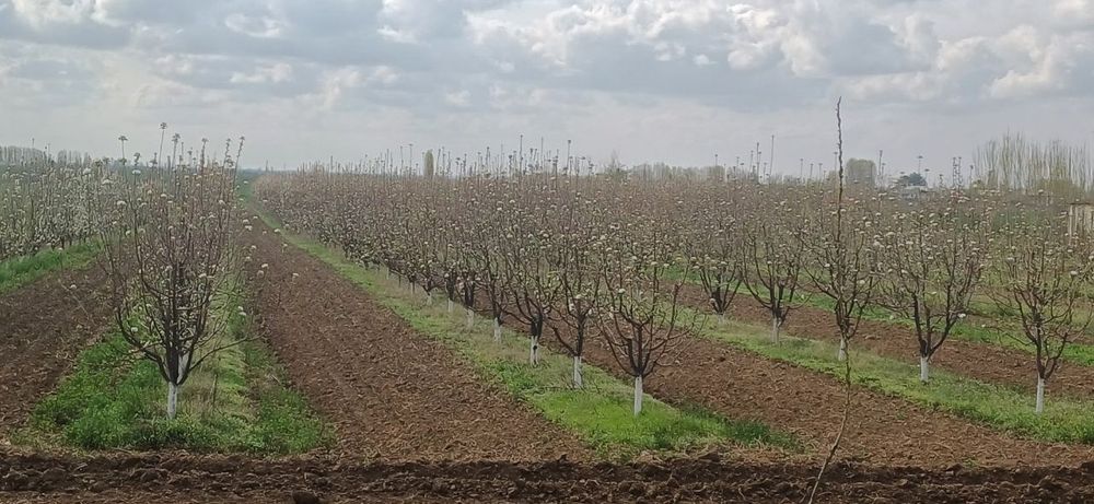 Катта олма дарахти 4 йиллик хосилга кирган