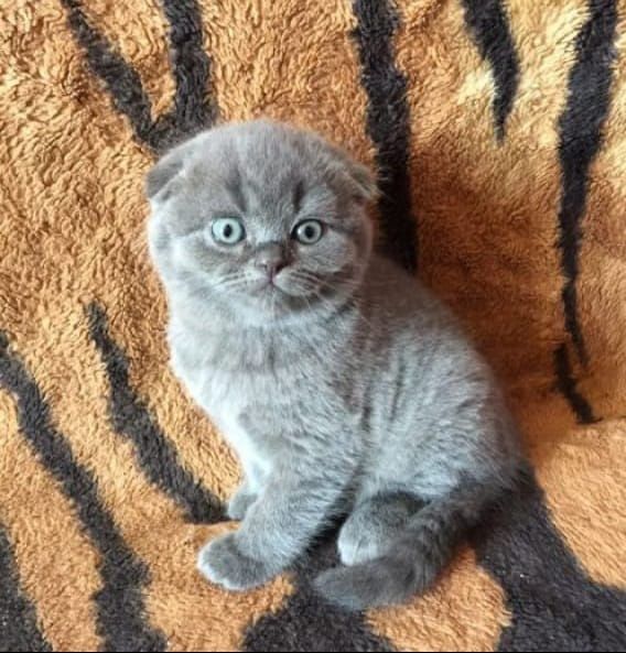 Чудо котики шотландской породы