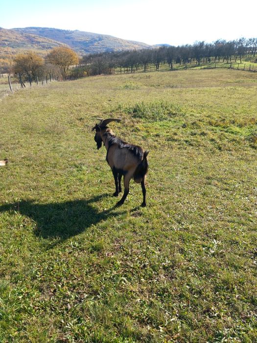 Vînd urgent  țap alpin  francez