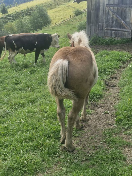 Mânză de vanzare