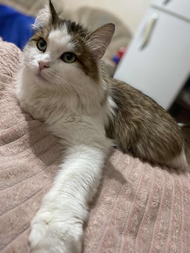Котик в добрые руки