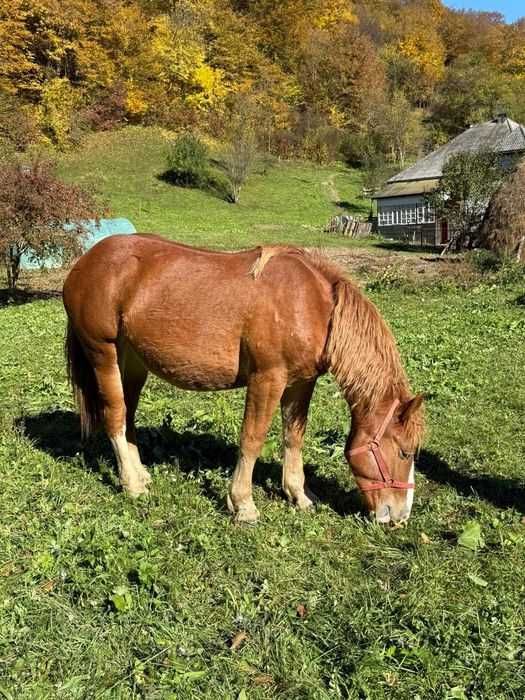 Vand manza de un an jumate