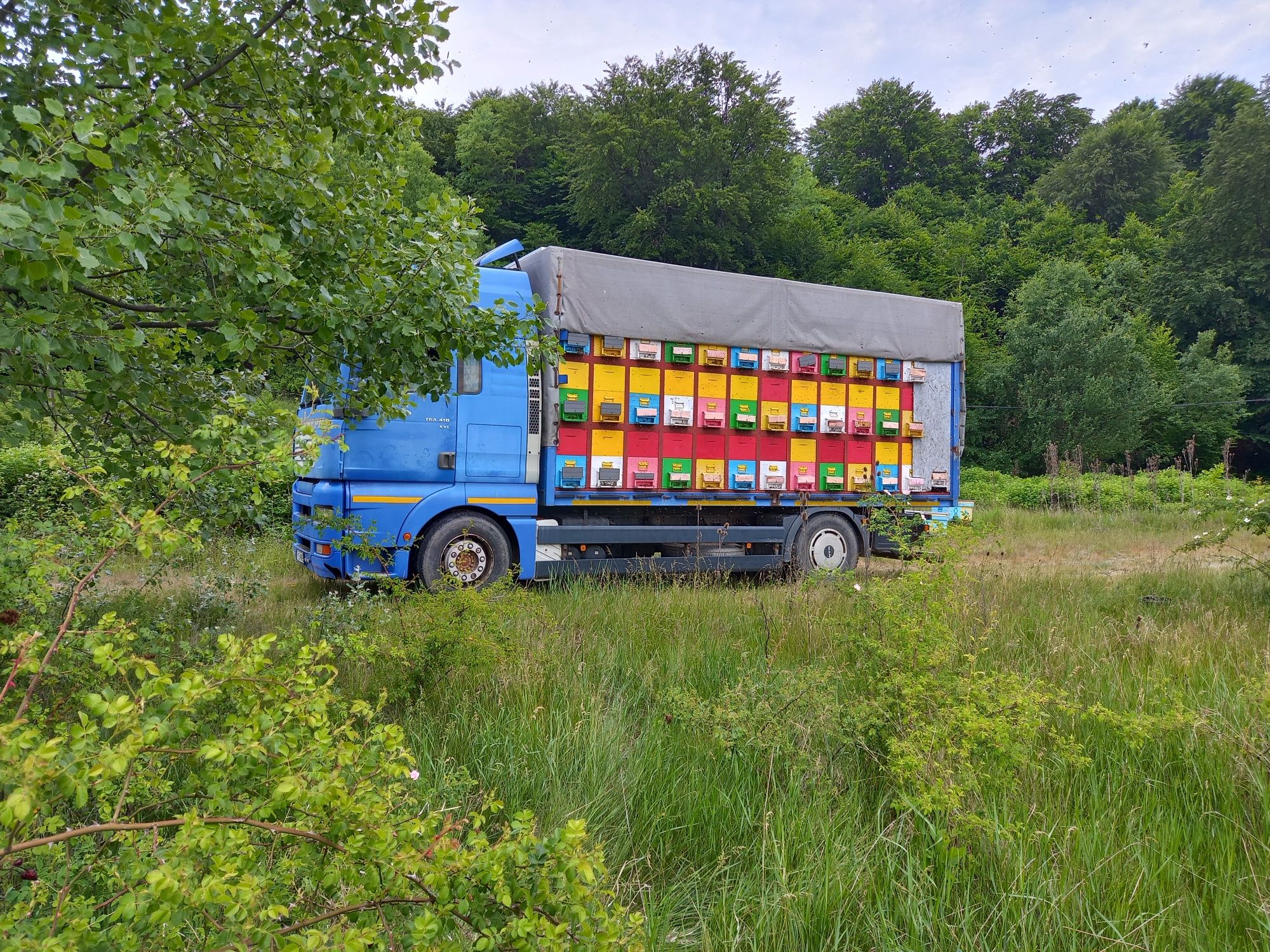 Camion apicol de vanzare MAN