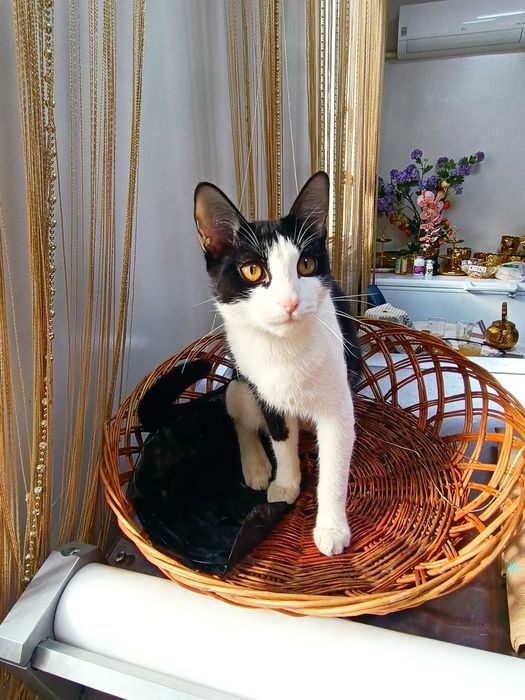 Кошечка, 10 месяцев, стерилизация в подарок