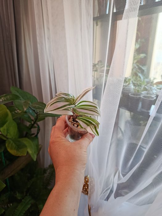 Продам комнатные цветы разные