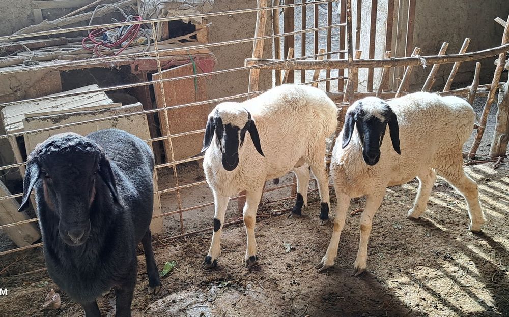 Хисор куй -1 та, кучкор-2 та, бир жойга сотилади.