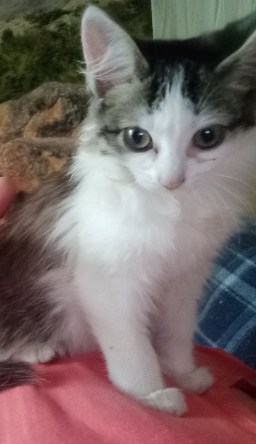 Бесплатно отдам котят