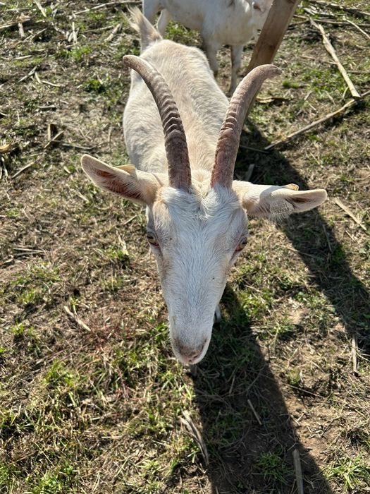 Vând țap Sanne,vârstă 8 luni