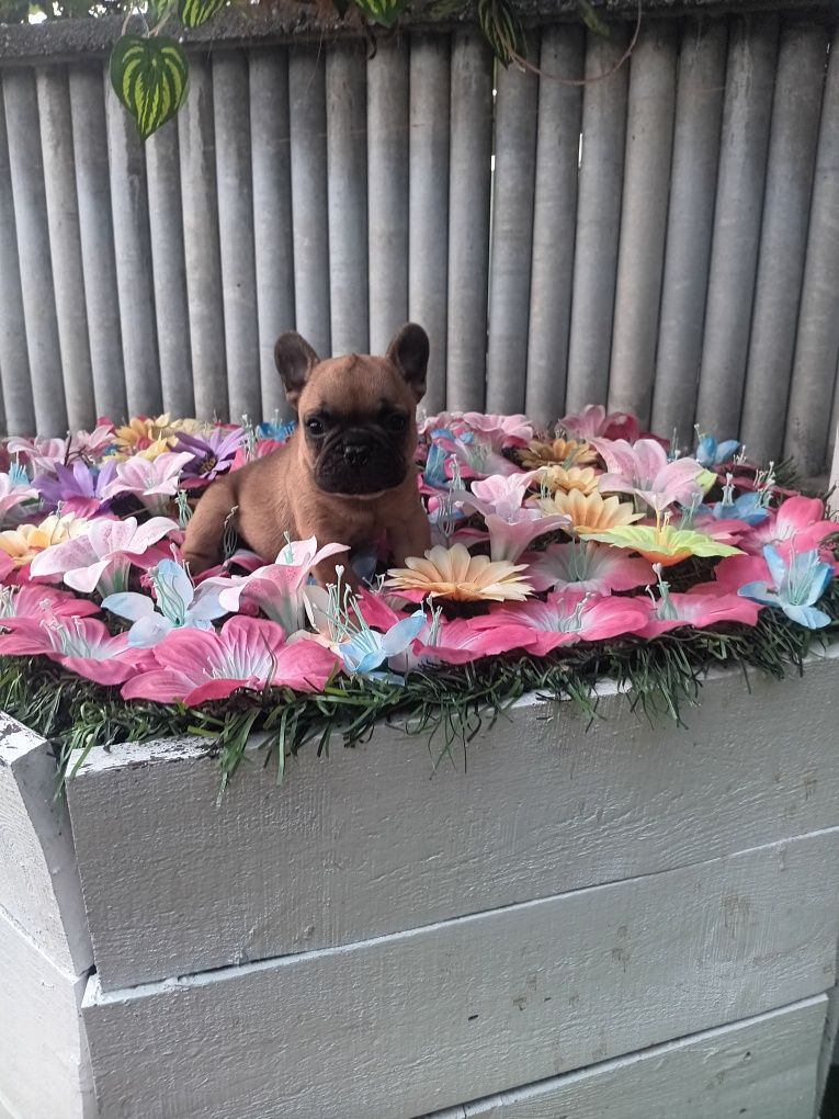 Френски булдог french bulldog