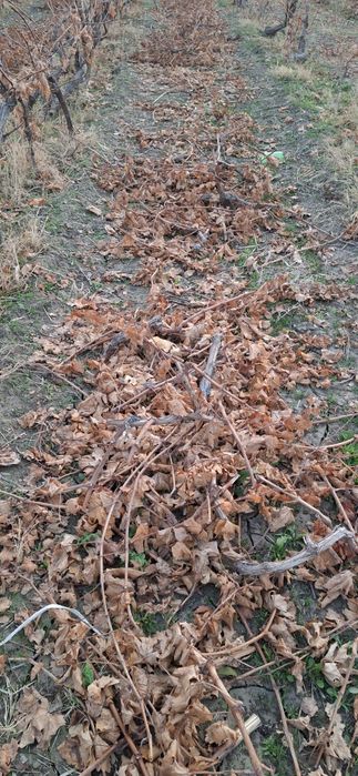 Uzum tok shoxa , kunda aralash bepul beriladi