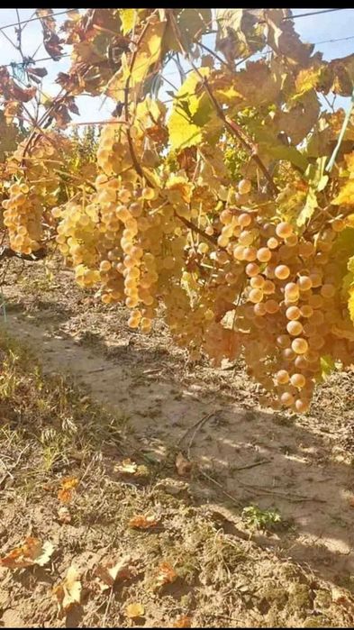 Vând Struguri de vin producție 2025