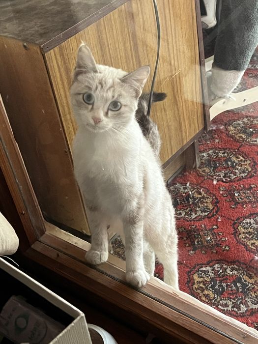 Mushuk siyamskiyni bolasi