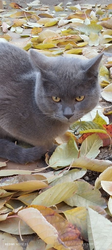 Zotli Mushuk Chartreux