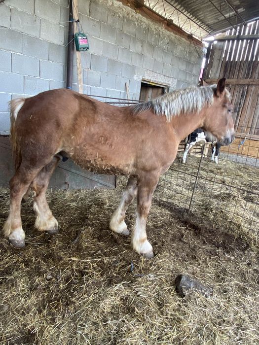 Manz de vanzare din cai foarte buni