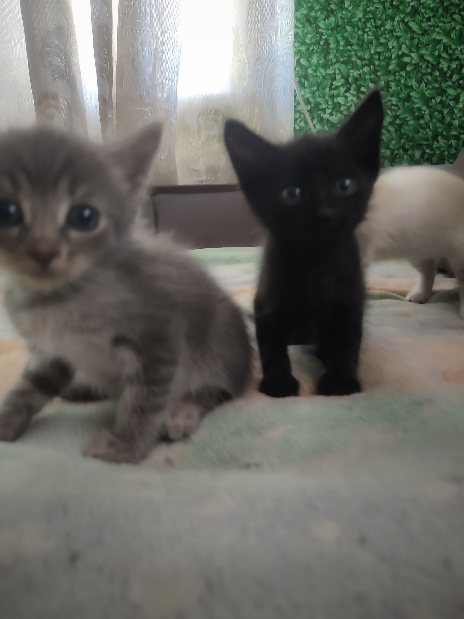 Отдам котят 1.5 мес