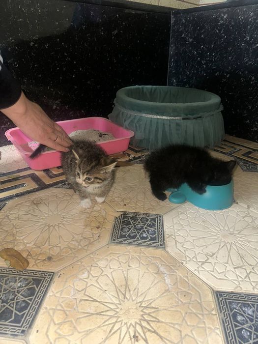 2 та домашние мушукчалар