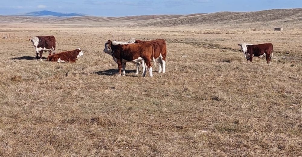 Продаются упитанные бычки