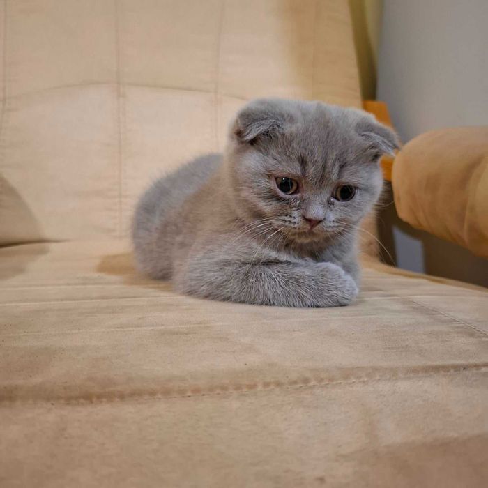 Шотландско коте момиче