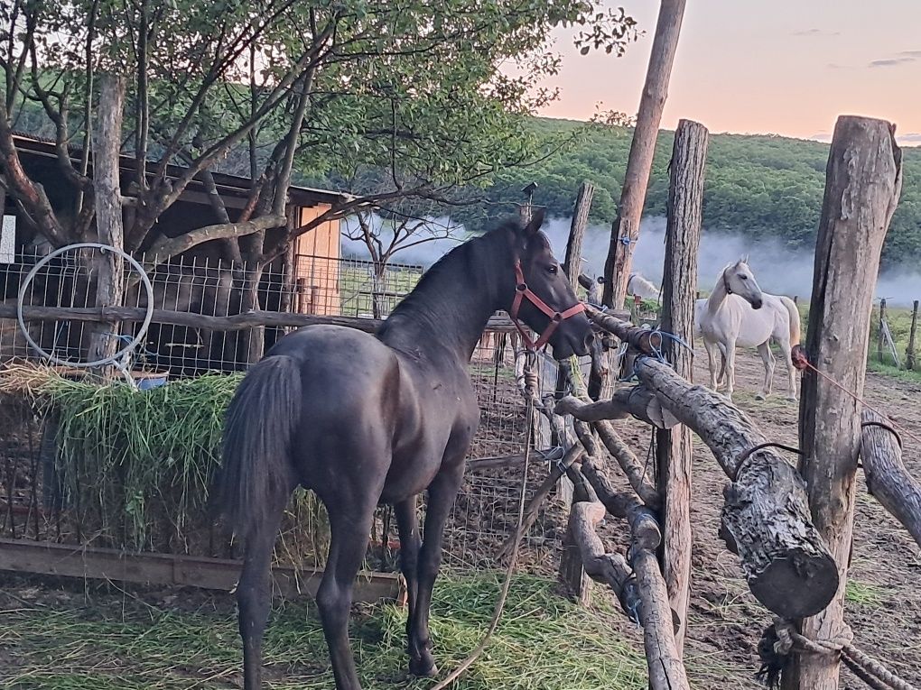 Armasar lipitan negru