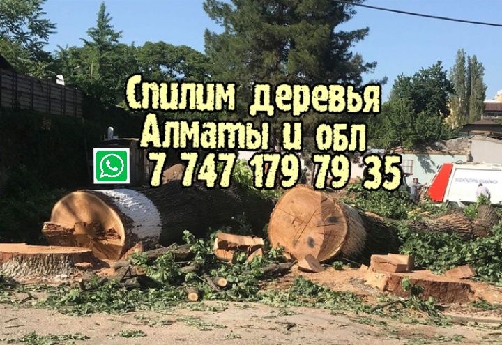 Спил деревьев. Спилим. Спилить. Ағаш. Пилим. Распил