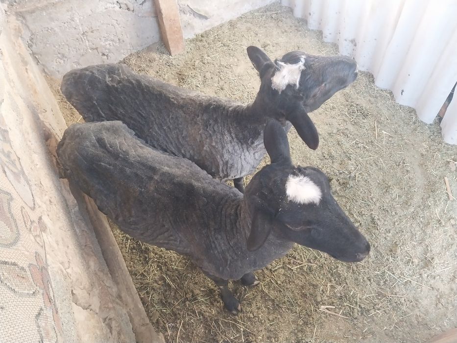 Романовски қой+қошқар