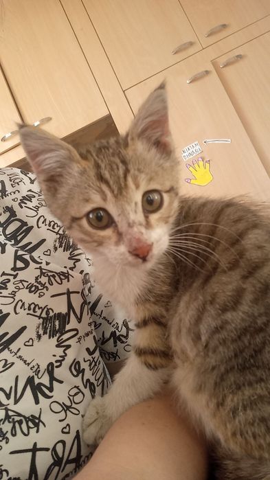 Котёнок мальчик в добрые руки